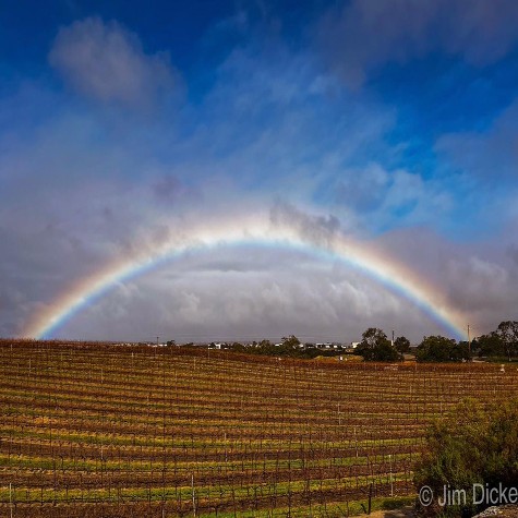 Paso Robles winery owner discusses effects of this year's storms on vineyards - KCBX  Photo